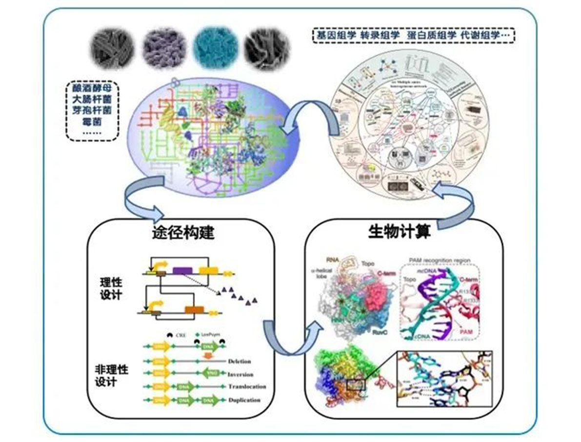 专访 | 嘉必优：立足合成生物学底层技术 扬帆生物经济“蓝海”